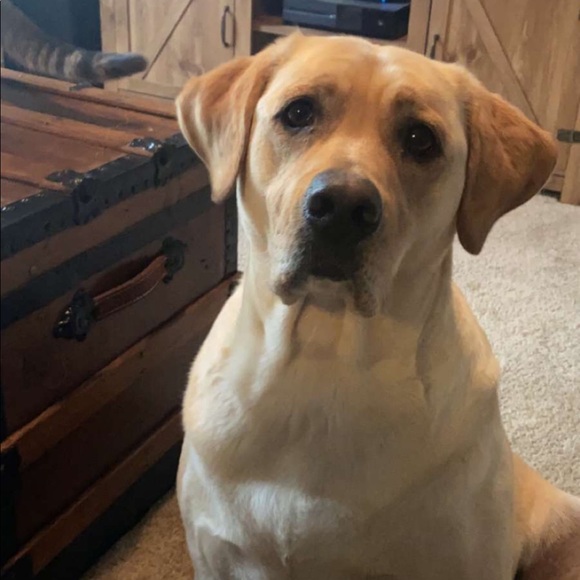 Meet your Posher, Hailey - Picture 1 of 1